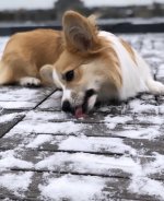 13724