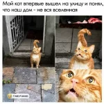 1784459702258.webp
