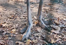 depositphotos_178862120-stock-photo-the-african-ostriches-paws.webp