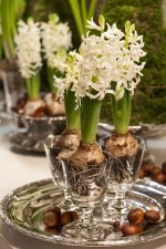 12a32aed696b1727c965765183a0321c--garden-bulbs-christmas-flowers.jpg.jpeg