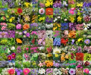 depositphotos_67185057-stock-photo-garden-flowers.jpg