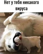 23684