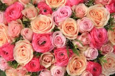 61011657-pink-roses-and-peonies-in-a-mixed-bridal-bouquet.jpg