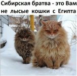 Sibirskie koty.jpg