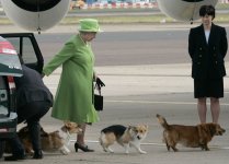 25331884-8057655-From_Dookie_and_Susan_to_Willow_to_Holly_Her_Majesty_Queen_Eliza-a-54_1582926...jpg