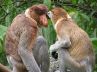 proboscis_monkey.jpg