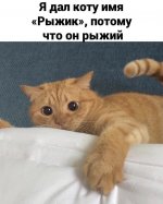 BC767CA8-AB6A-43DD-834C-01BA178C72F7.jpeg
