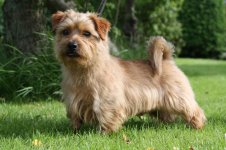 norfolk-terrier-stud-dog-5555ff7723e1f.jpg