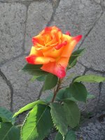 image.jpeg