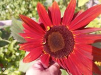 IMG_20220824_112741_007.jpg