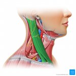 N21GRSiWKOf8BQlrcQhA_hbimApe3IQfTimfNbNgnBw_sternocleido_mastoid.jpeg