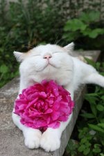котик.jpg