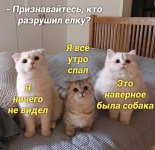 котики.jpg