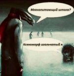 49937228_original.jpg