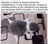 1705255671_shutok.ru.18754106.jpg