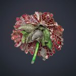 Peonia-Web-500x500.jpg