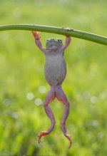 1681473626_animals-pibig-info-p-nogi-lyagushki-zhivotnie-vkontakte-30.jpg