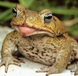 1681473572_animals-pibig-info-p-nogi-lyagushki-zhivotnie-vkontakte-22.jpg