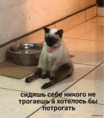 1710047128_shutok.ru.24.jpg