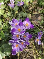 IMG_5367.jpeg