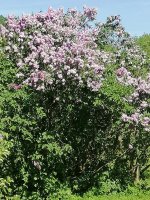 IMG_20240525_134701.jpg