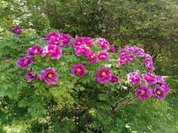 IMG_20240525_133846.jpg