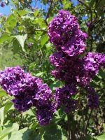 IMG_20240525_150839.jpg