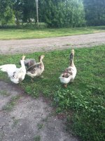 IMG_1161.jpeg