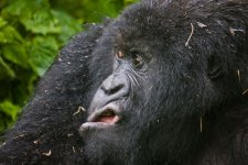 lustige-tiere-119.jpg.a0a703e588c0ca8221d15f6ecab382d2.jpg