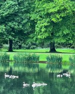 d24243d7754c-charles-spencer-oval-lake-goslings.jpg