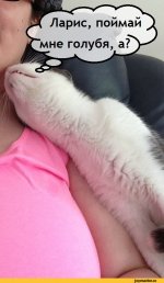 разное-юмор-котэ-живность-1601106.jpeg