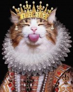 1639849145_1-koshka-top-p-koshka-v-korone-1.jpg
