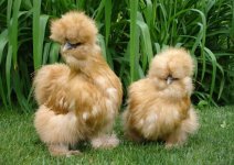 1681150672_animals-pibig-info-p-kitaiskie-shelkovie-kurochki-zhivotnie-vko-1.jpg