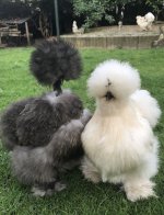 1681246651_animals-pibig-info-p-lokhmatie-kuri-zhivotnie-krasivo-1.jpg