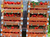 depositphotos_22177275-stock-photo-crates-of-fresh-tomatoes-at.jpg