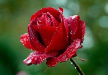 1200px-Rosa_Precious_platinum.jpg