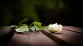 Nature___Flowers_Beautiful_white_rose_on_the_bench_056271_.jpg