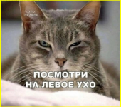 image (3252).png