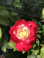 IMG_2041.jpeg