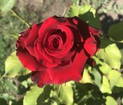 IMG_2032.jpeg