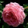 Английская роза