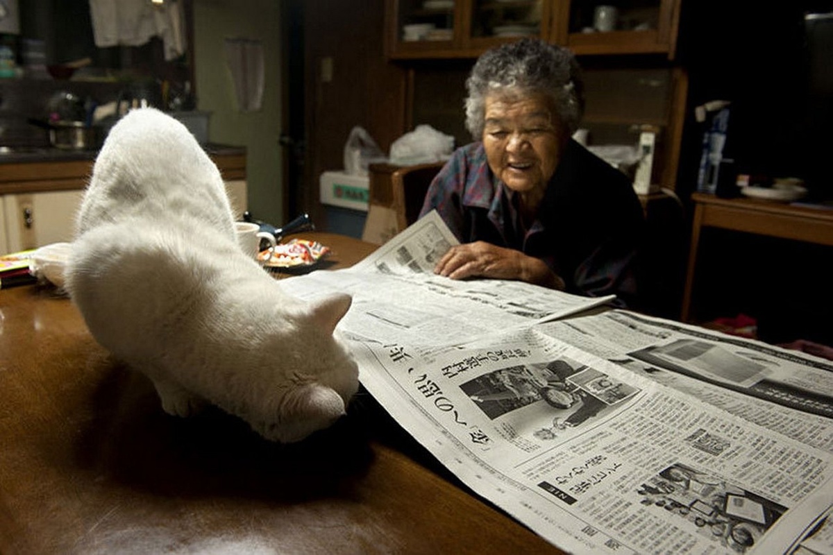  75-летняя Мисао нашла белоснежного котёнка с разноцветными глазами в сарае. Он родился от бездомной кошки. Бабушка приютила котёнка, и с тех пор они стали неразлучными.-3