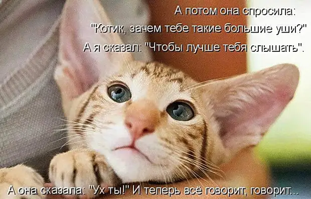 bp.webp