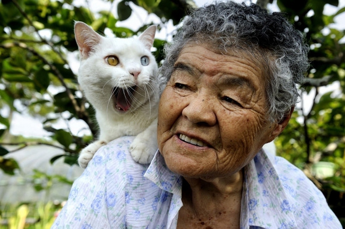  75-летняя Мисао нашла белоснежного котёнка с разноцветными глазами в сарае. Он родился от бездомной кошки. Бабушка приютила котёнка, и с тех пор они стали неразлучными.-16