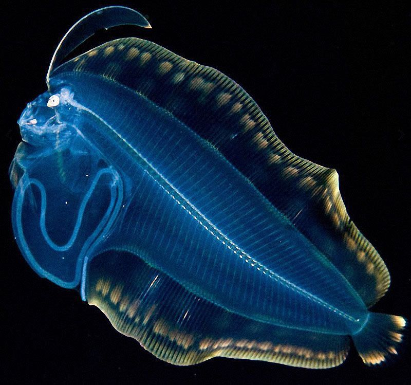 10 самых невероятных вещей, найденных в глубоком море!