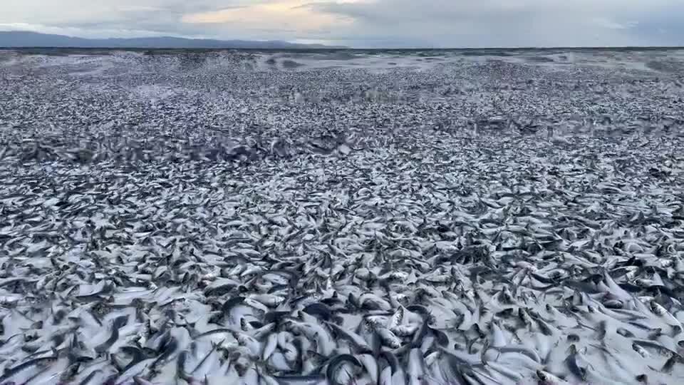 Япония переживает сейчас настоящую экологическую катастрофу, которую местные ученые никак не могут объяснить. Так, согласно последним данным, местные берега покрылись толстым слоем мертвой рыбы.-2 Япония переживает сейчас настоящую экологическую катастрофу, которую местные ученые никак не могут объяснить. Так, согласно последним данным, местные берега покрылись толстым слоем мертвой рыбы.-2