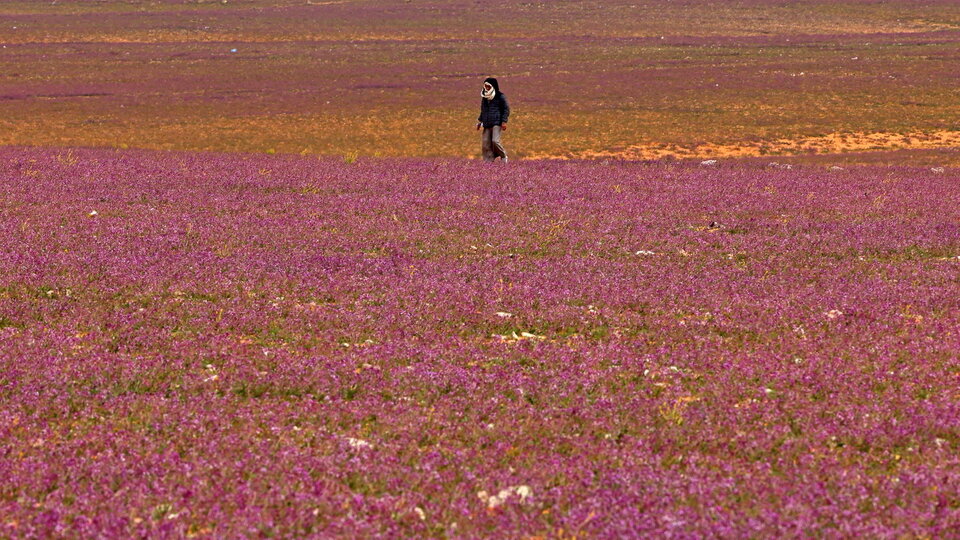 Цветение лаванды в пустыне после обильных осадков