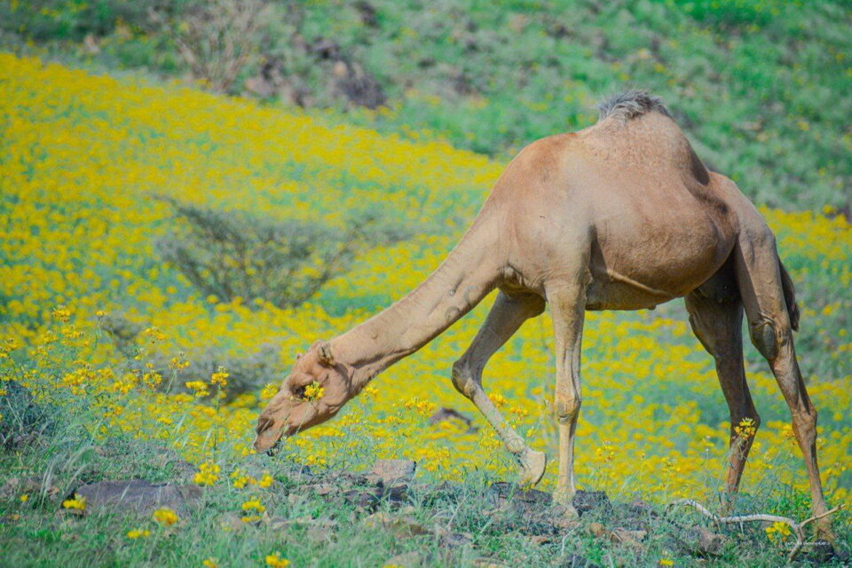 Верблюд явно счастлив полакомиться свежей растительностью, а не колючками