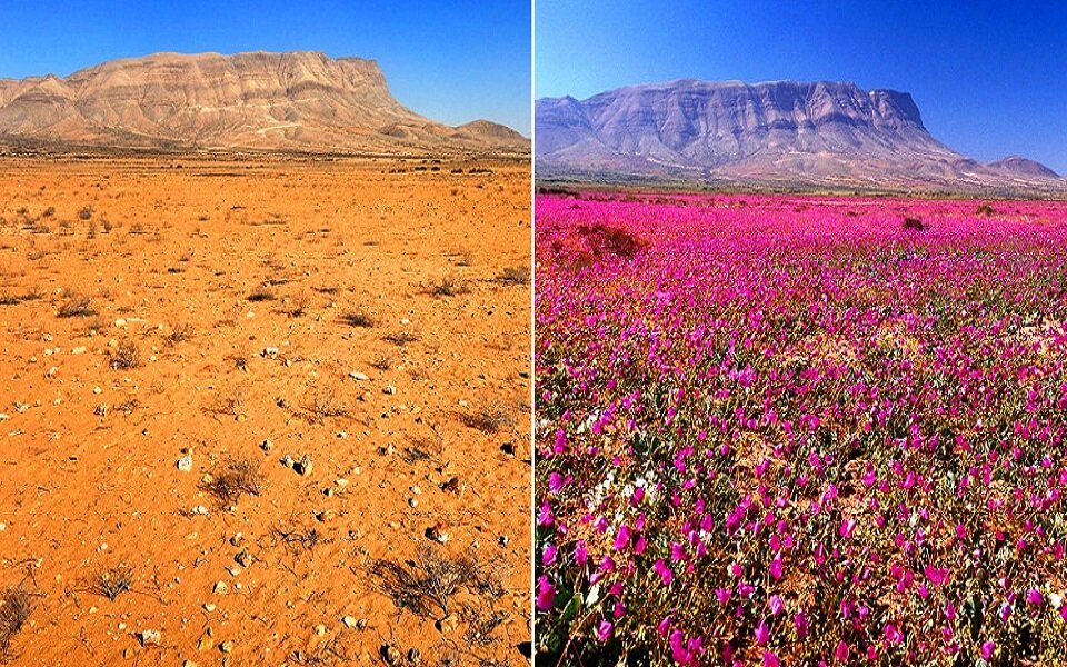 Вы будете удивлены, обнаружив, что пустыня в Саудовской Аравии зацвела буйным цветом. Казалось бы, это должно радовать, ведь животным есть что пощипать на свежих зеленых лугах.-1-2