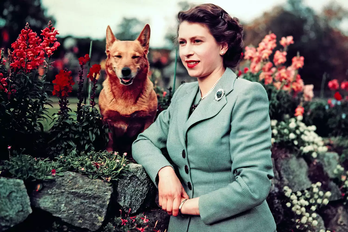 В день, когда Елизавете II исполнилось бы 98 лет состоится церемония открытия памятника. И на ней будут присутствовать её любимые собаки.-4